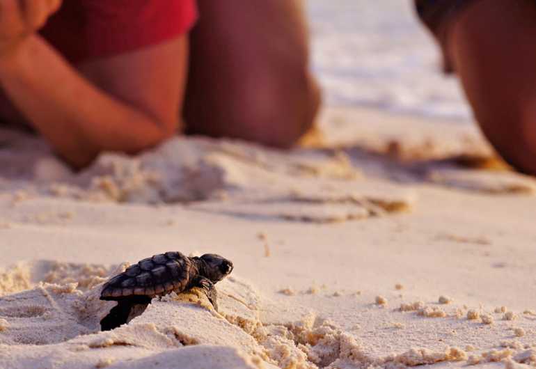 turtle-nesting-and-release-sighting-tour-01